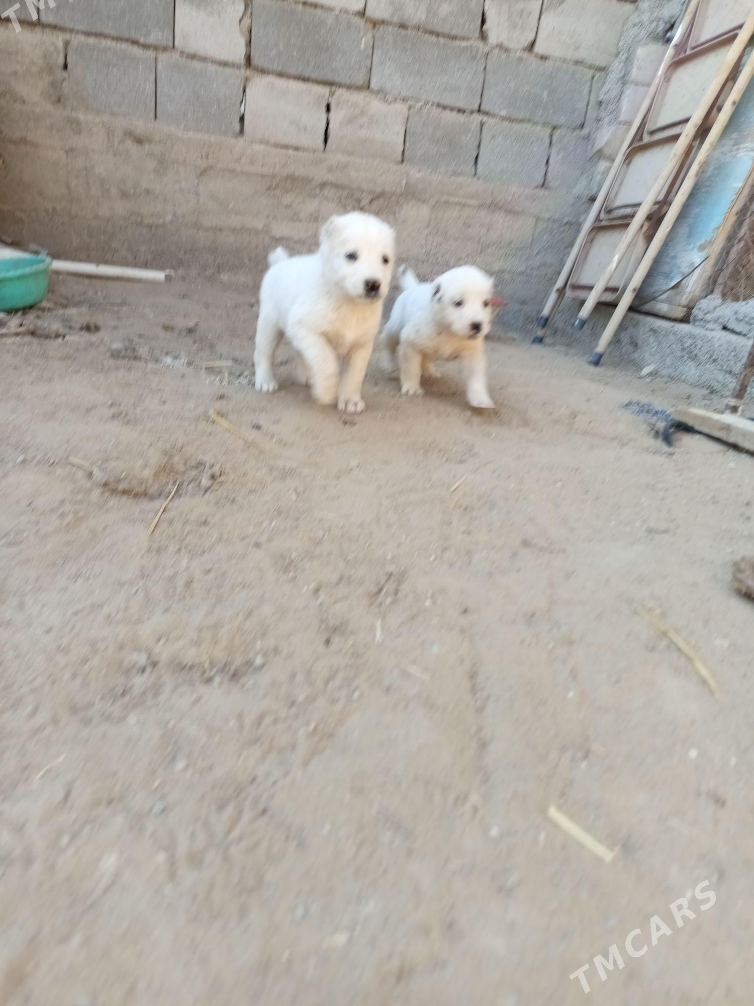 Alabaý güjük - Багир - img 4