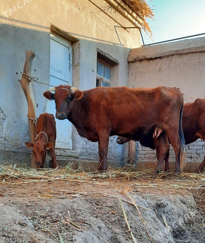 ÝAŞAJYK GÖLELI SYGYRLAR - Köneürgenç - img 5