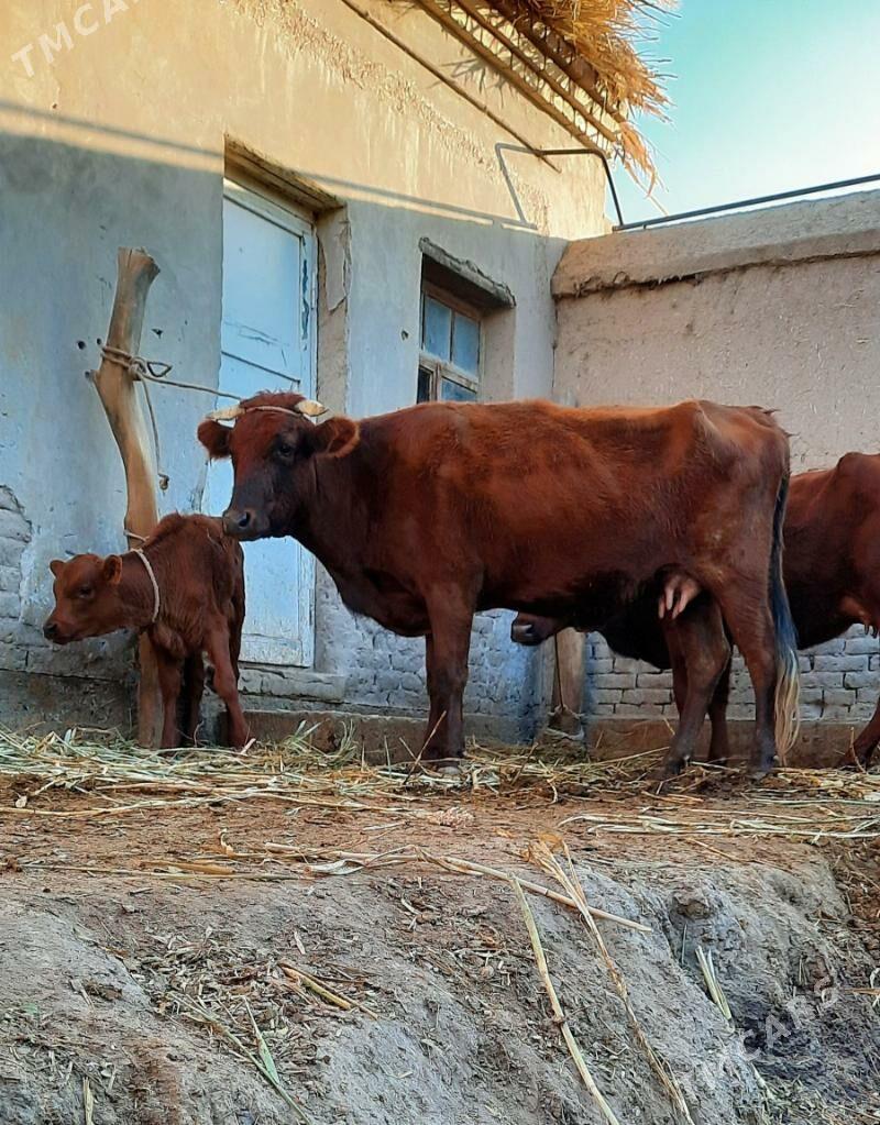 ÝAŞAJYK GÖLELI SYGYRLAR - Köneürgenç - img 3