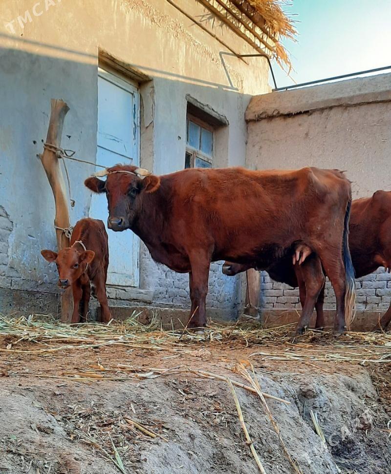 ÝAŞAJYK GÖLELI SYGYRLAR - Köneürgenç - img 6