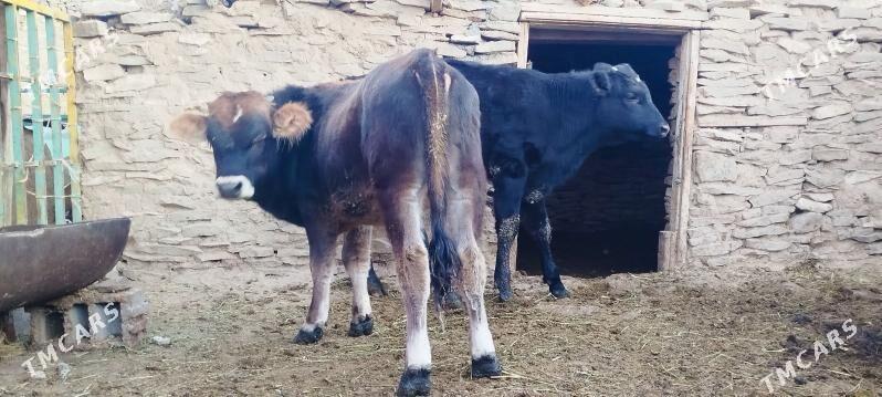 Okuz sygyr - Бахарден - img 6