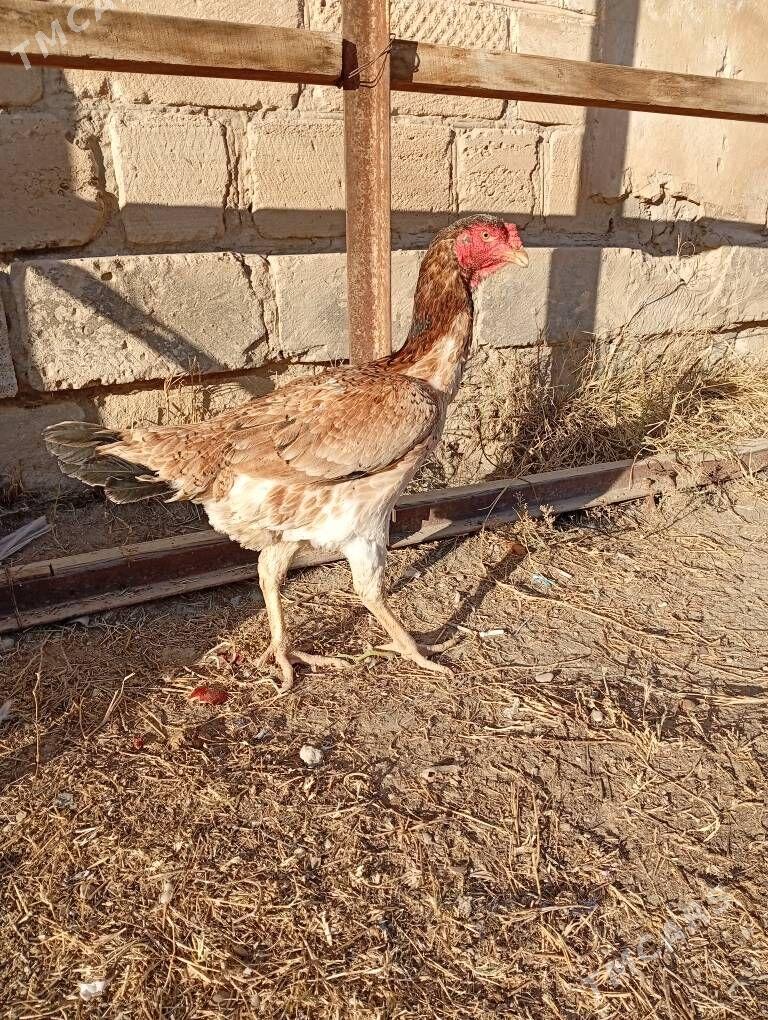 tasgent maki - Jebel - img 2