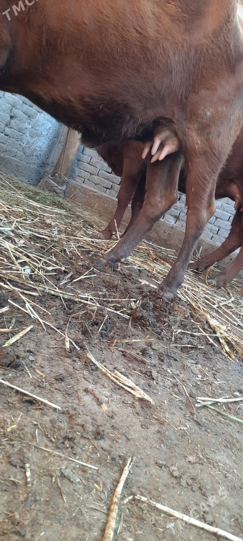 ÝAŞAJYK GÖLELI SYGYRLAR - Köneürgenç - img 7