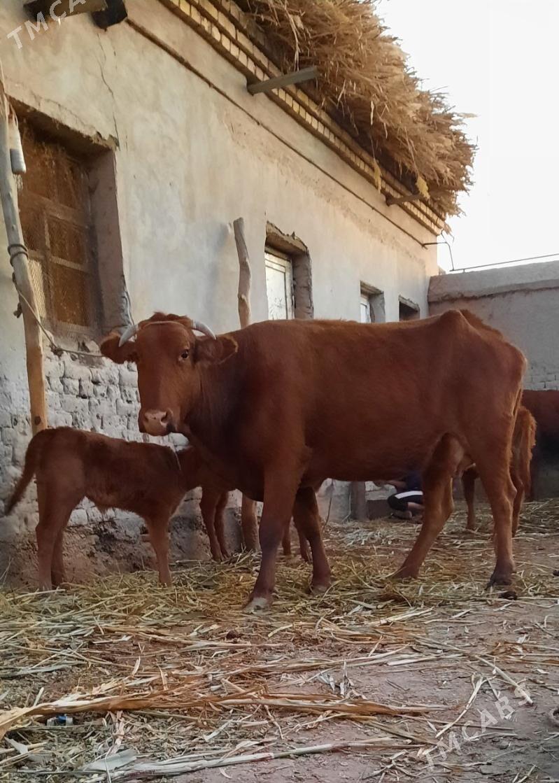 IRI DAYOW GÖLELI SYGYR - Köneürgenç - img 1