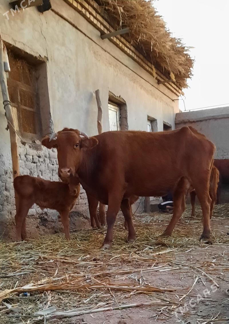 IRI DAYOW GÖLELI SYGYR - Köneürgenç - img 3