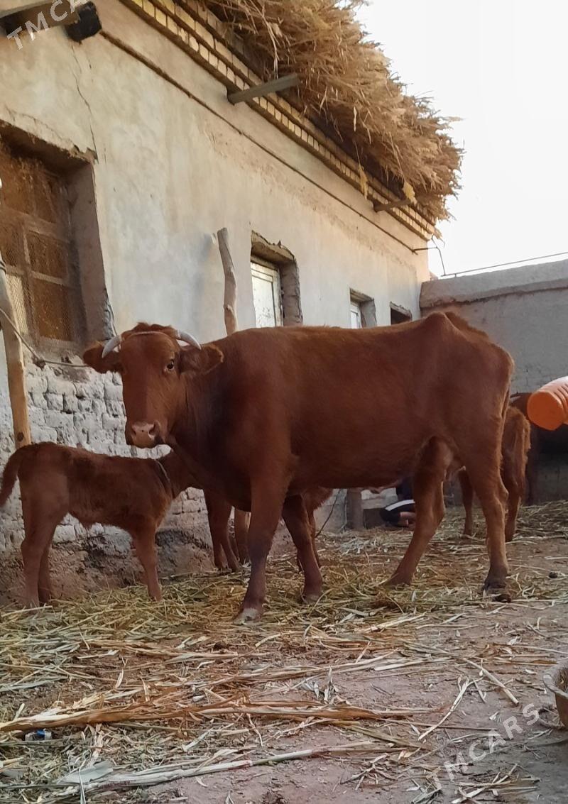 IRI DAYOW GÖLELI SYGYR - Köneürgenç - img 2