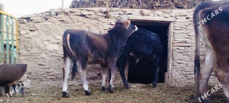 Okuz sygyr - Бахарден - img 3