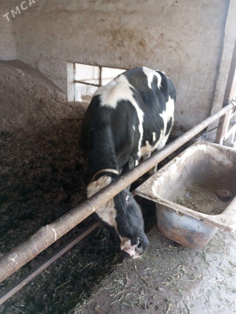 okuz - Türkmenabat - img 4