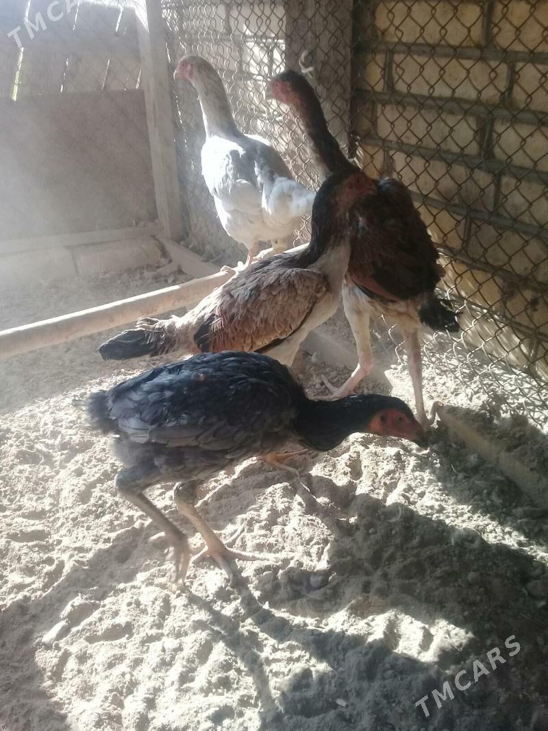 baysy - Wekilbazar - img 2