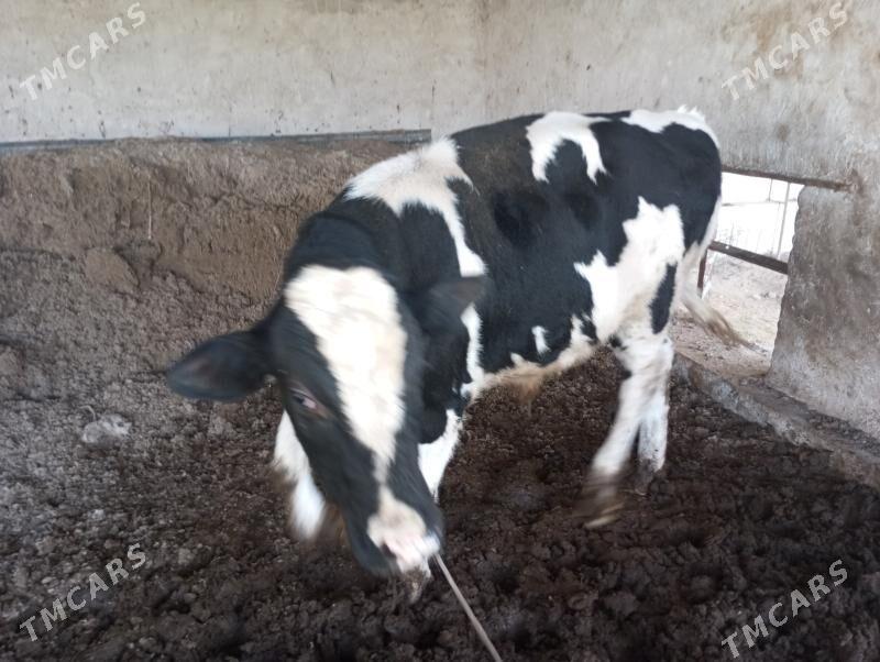 okuz - Türkmenabat - img 2