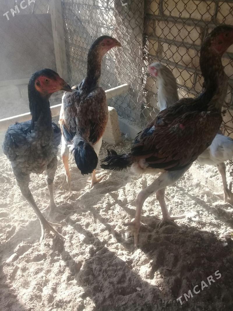 baysy - Wekilbazar - img 3