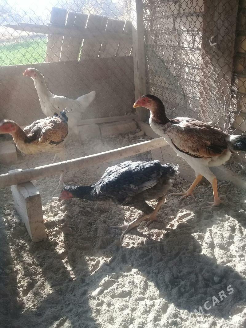 baysy - Wekilbazar - img 4