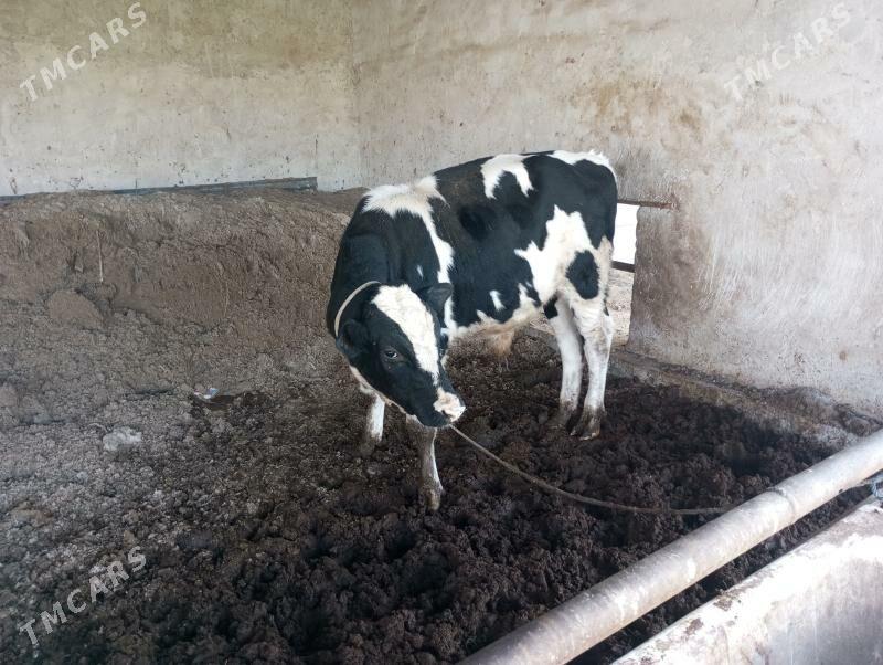 okuz - Türkmenabat - img 3