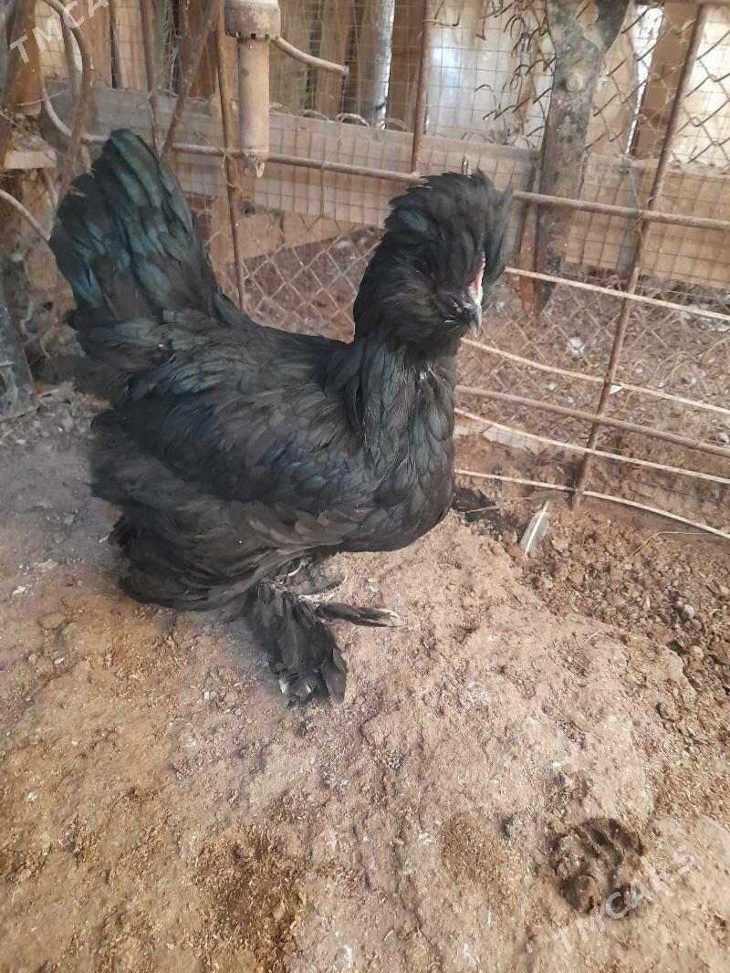 tawuk - Балканабат - img 2