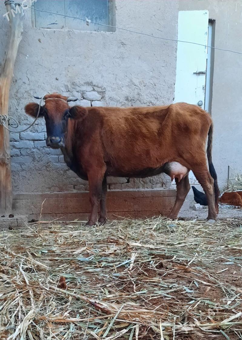 SAGYLYAN SUYIDLI SYGYR - Köneürgenç - img 1