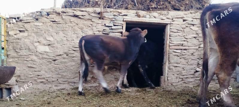 Okuz sygyr - Бахарден - img 4