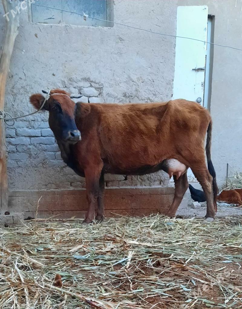 SAGYLYAN SUYIDLI SYGYR - Köneürgenç - img 5