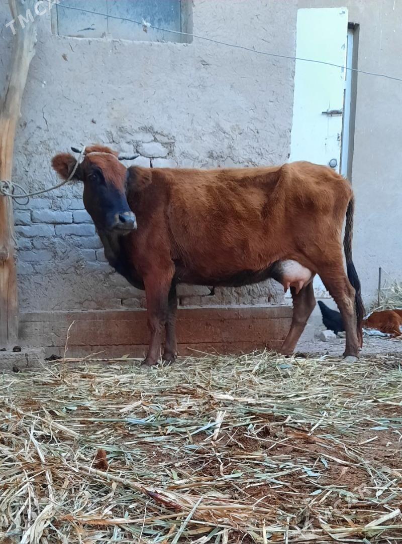 SAGYLYAN SUYIDLI SYGYR - Köneürgenç - img 4