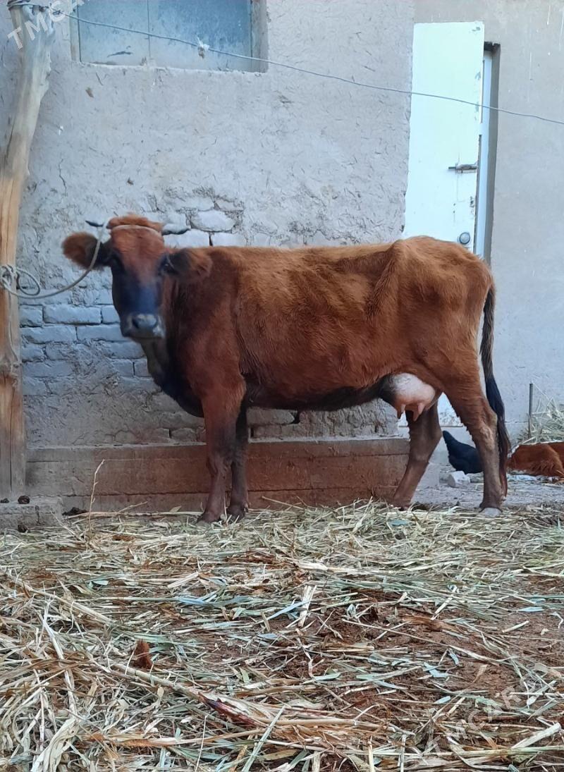 SAGYLYAN SUYIDLI SYGYR - Köneürgenç - img 2