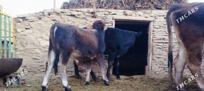 Okuz sygyr - Бахарден - img 5