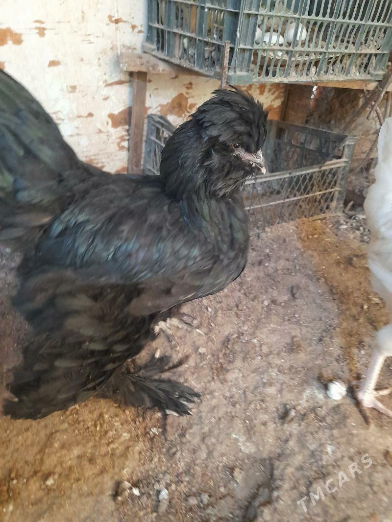 tawuk - Балканабат - img 3