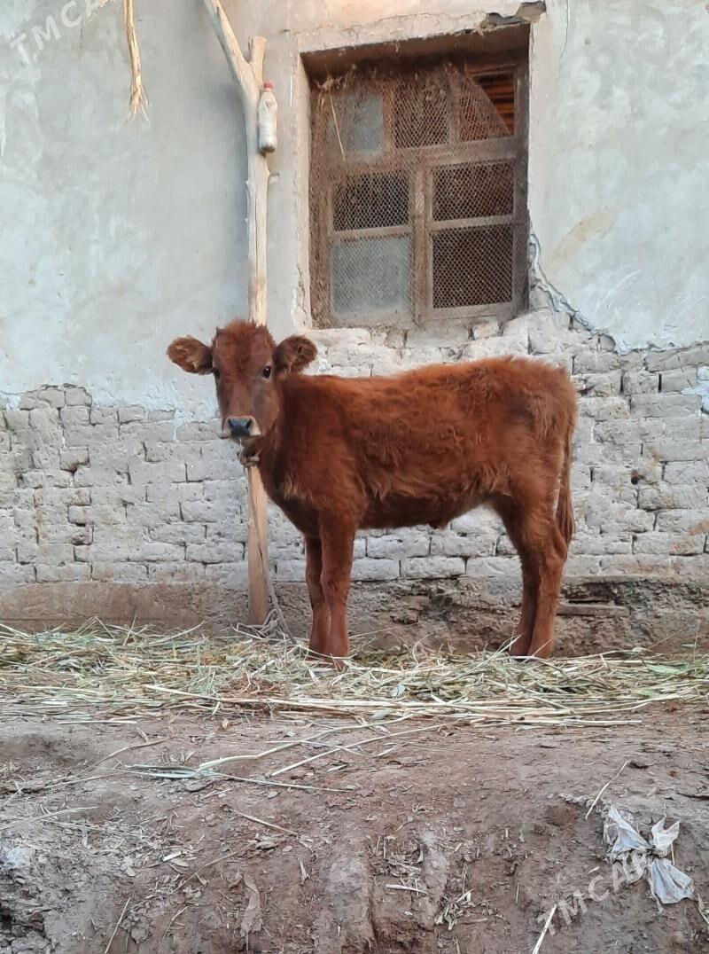 PARODA GACAR BAKWERMELI - Köneürgenç - img 4