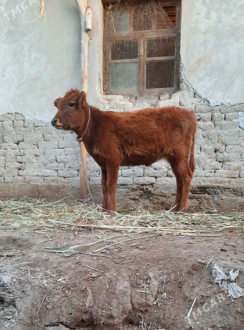 PARODA GACAR BAKWERMELI - Köneürgenç - img 6