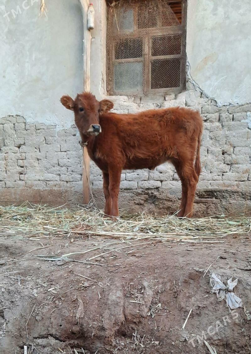 PARODA GACAR BAKWERMELI - Köneürgenç - img 7