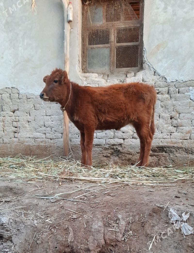 PARODA GACAR BAKWERMELI - Köneürgenç - img 5