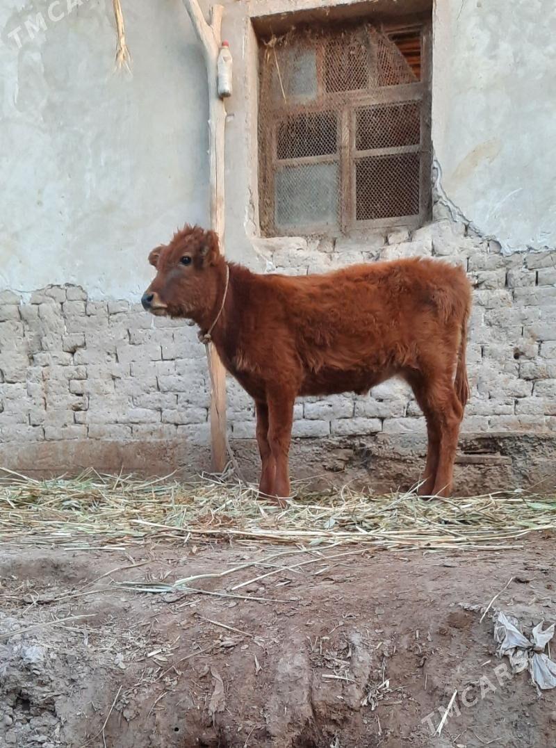 PARODA GACAR BAKWERMELI - Köneürgenç - img 3