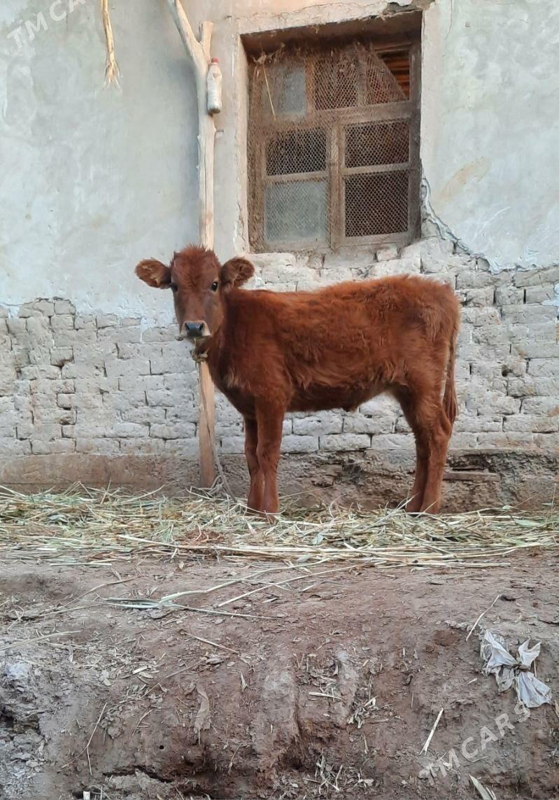 PARODA GACAR BAKWERMELI - Köneürgenç - img 2