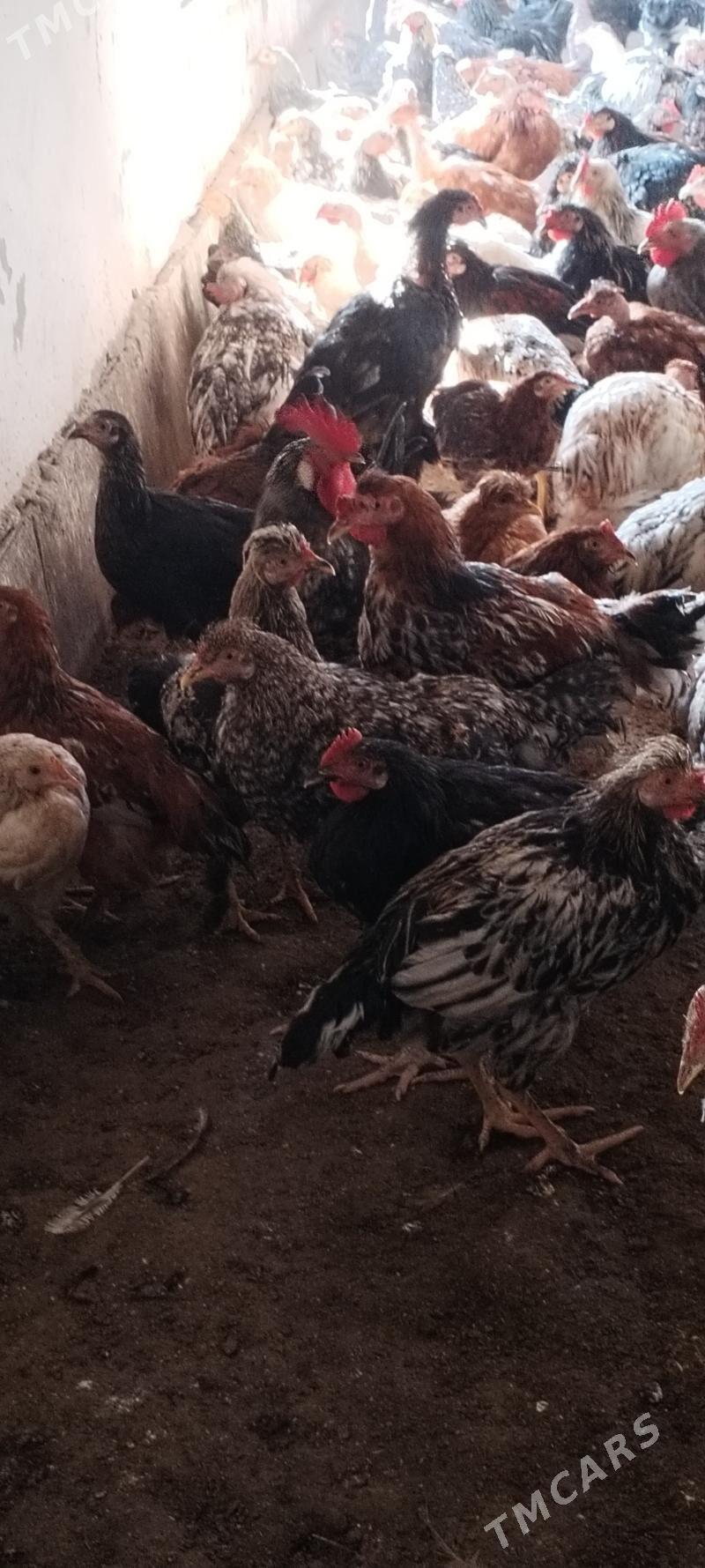 Cigant towuklar we horazlar - Дянев - img 6