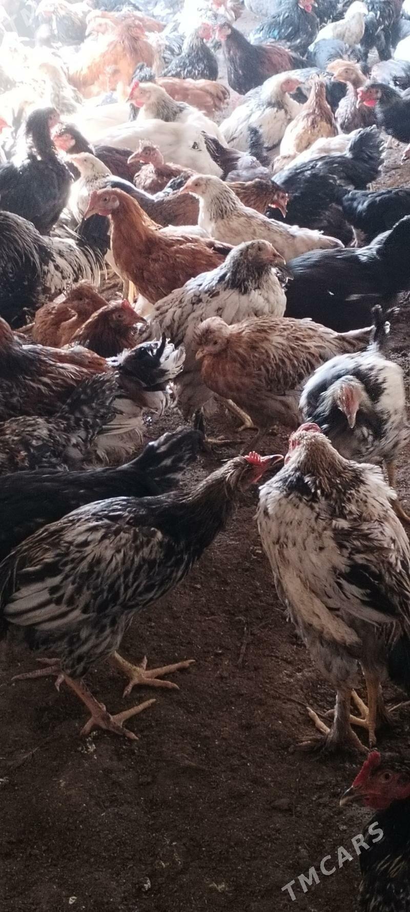 Cigant towuklar we horazlar - Дянев - img 2