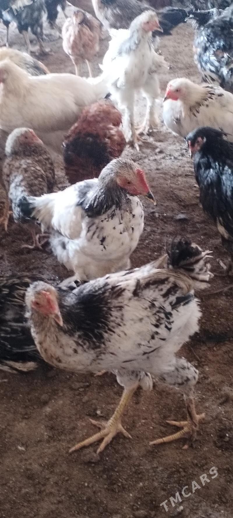 Cigant towuklar we horazlar - Дянев - img 5