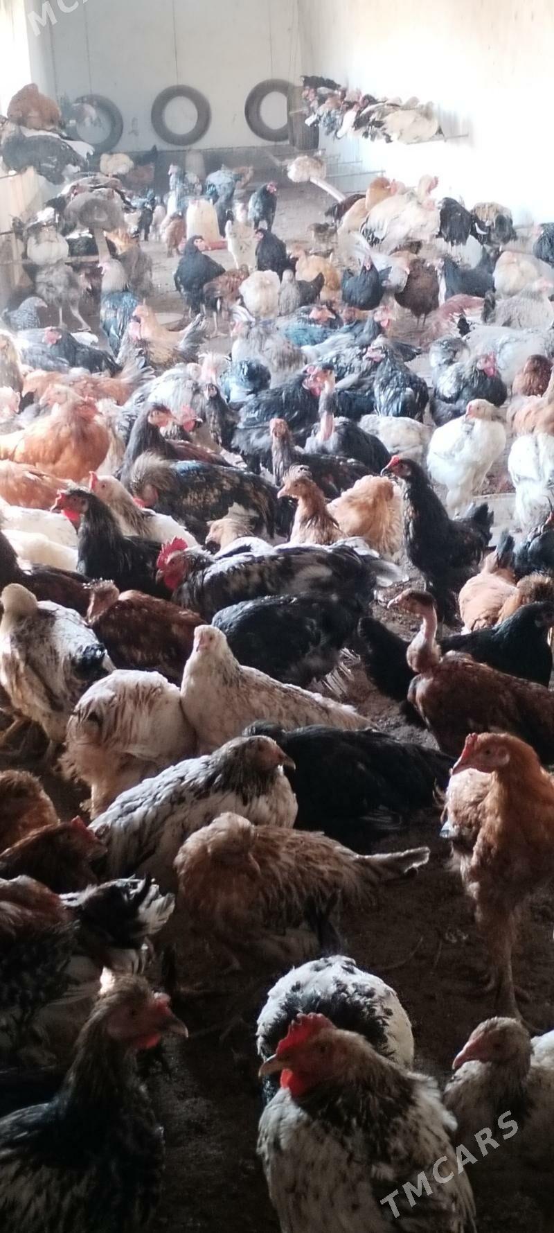 Cigant towuklar we horazlar - Дянев - img 4