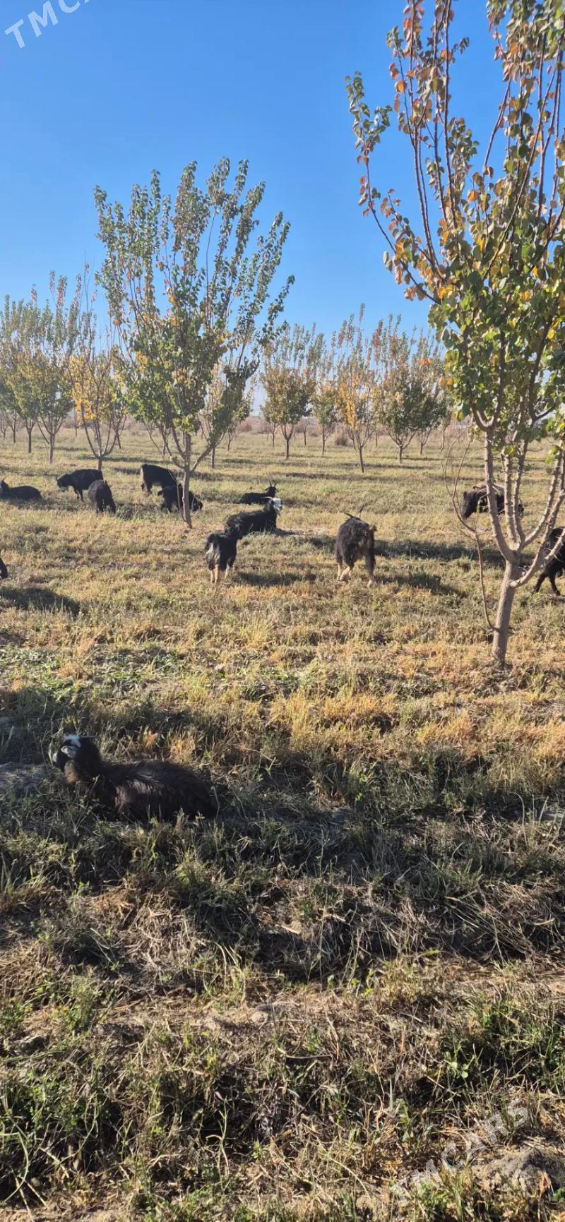 geciler cebisler - Bäherden - img 4