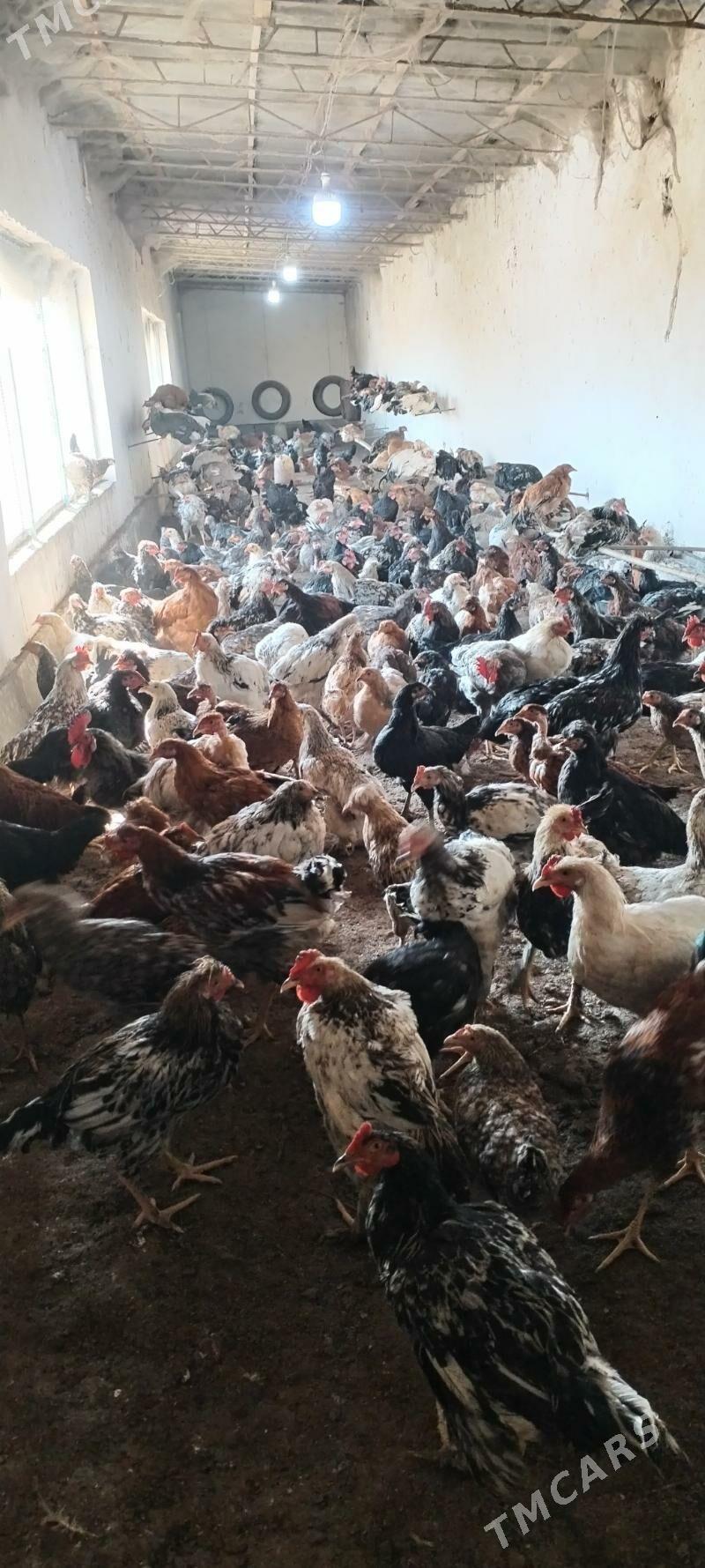 Cigant towuklar we horazlar - Дянев - img 3