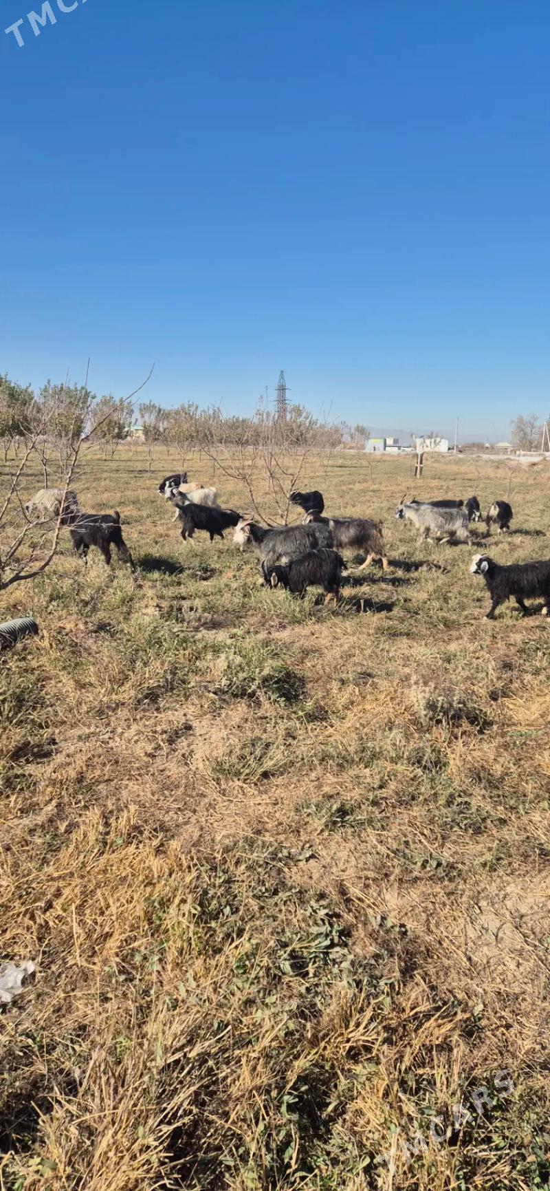 geciler cebisler - Bäherden - img 2