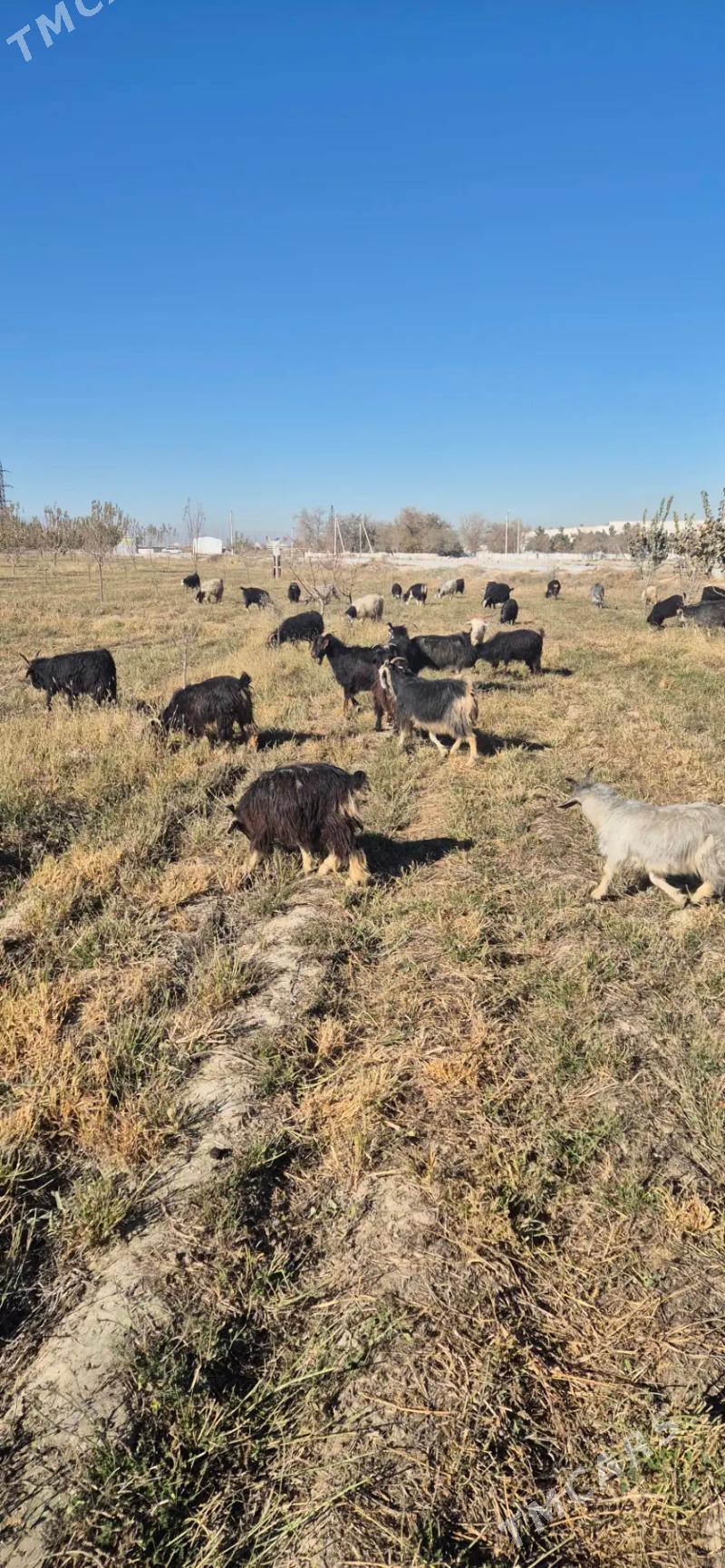 geciler cebisler - Bäherden - img 3
