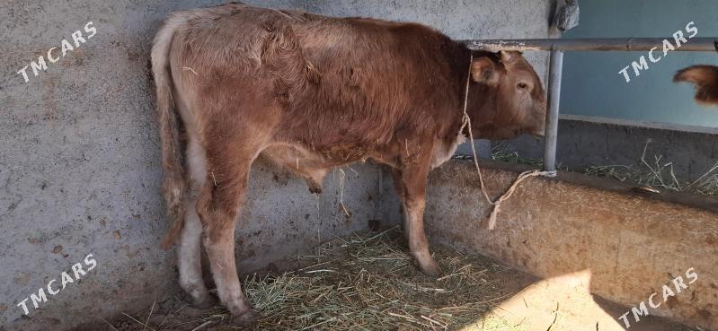 Okuz - Büzmeýin - img 7