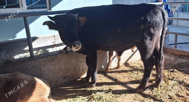 Okuz - Büzmeýin - img 4