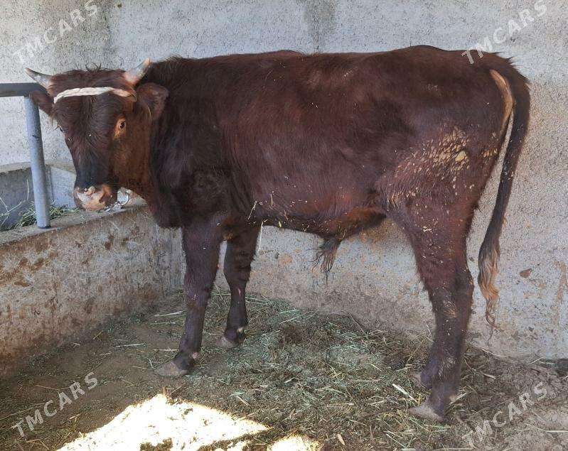 Okuz - Büzmeýin - img 2