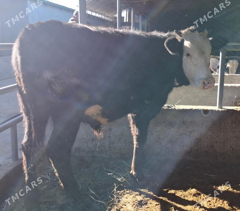 Okuz - Büzmeýin - img 3