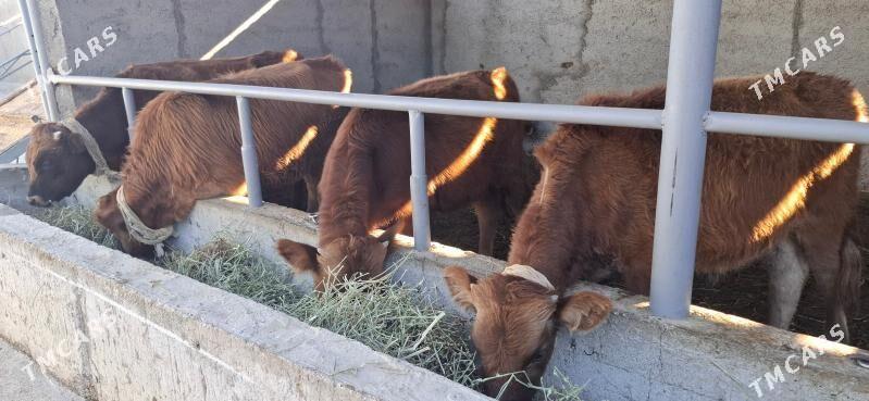 Okuz - Büzmeýin - img 6