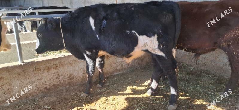 Okuz - Büzmeýin - img 5