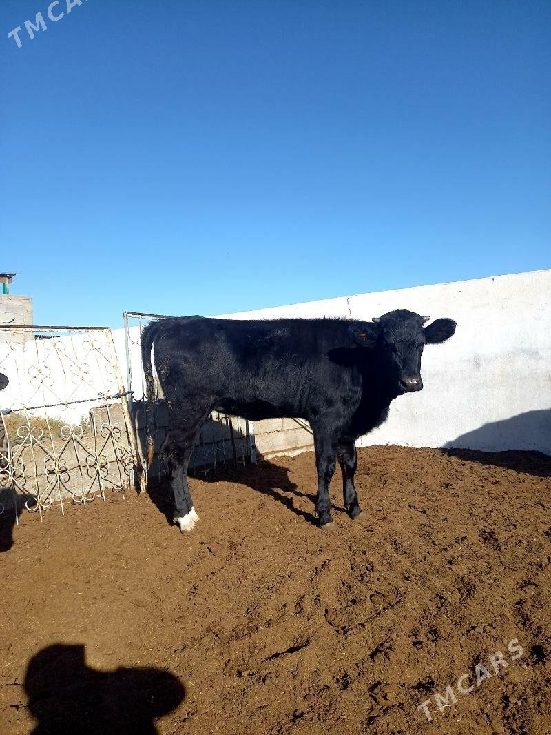 ARASSA ÇOFNY PIÝOSTYR TÜWE - Гёкдепе - img 2