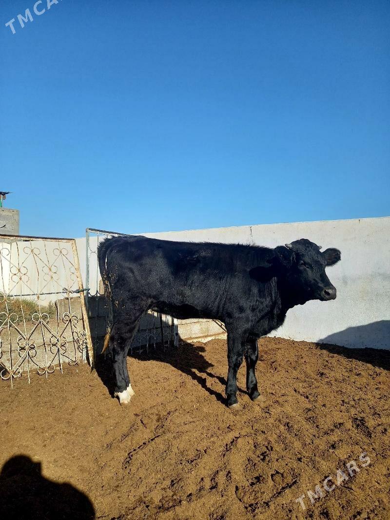 ARASSA ÇOFNY PIÝOSTYR TÜWE - Гёкдепе - img 4