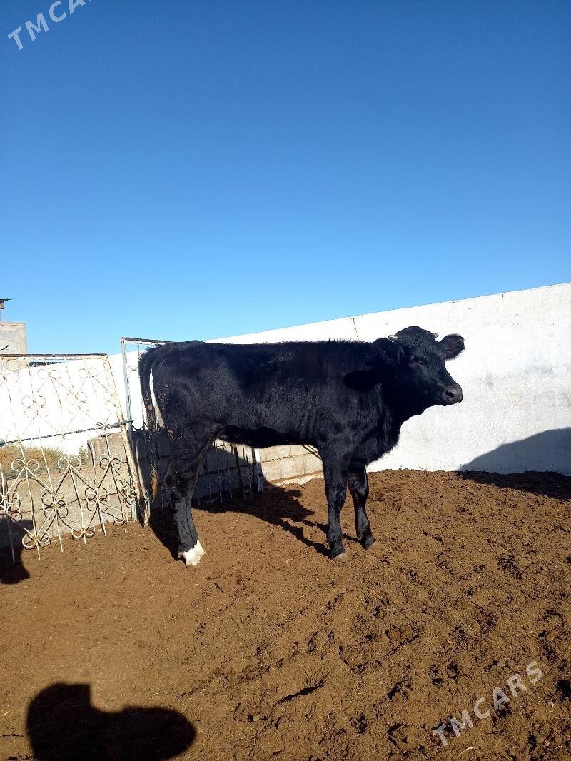 ARASSA ÇOFNY PIÝOSTYR TÜWE - Гёкдепе - img 3