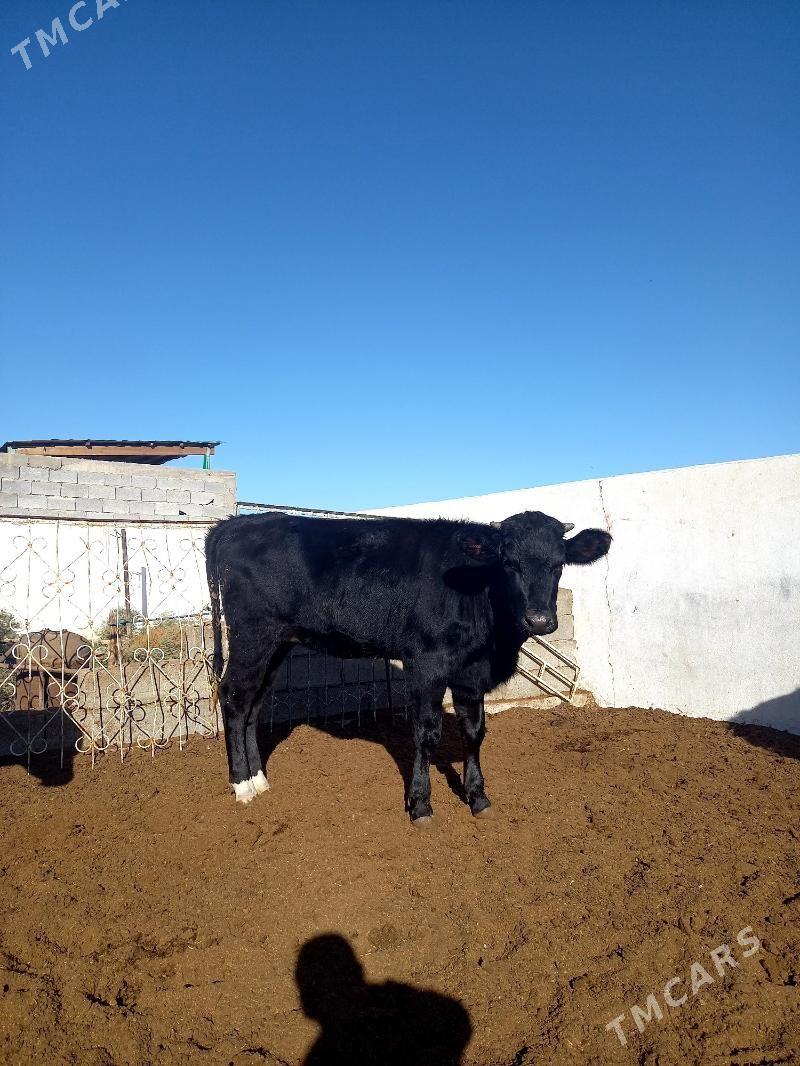 ARASSA ÇOFNY PIÝOSTYR TÜWE - Гёкдепе - img 5