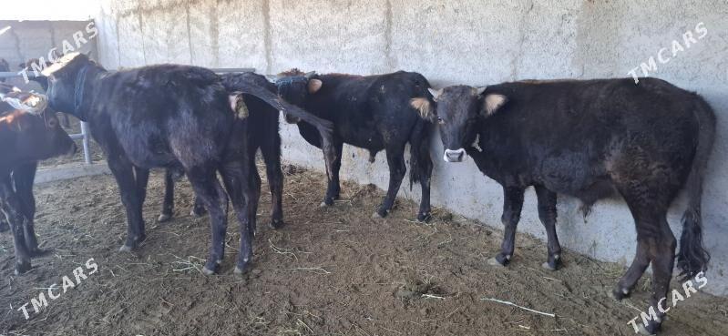 Okuz - Büzmeýin - img 6